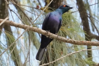 Lamprotornis corruscus - Schwarzbauch-Glanzstar